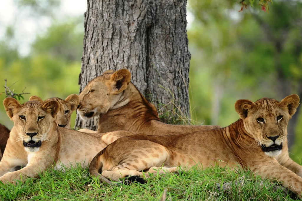 3-days-nyerere-national-park-wildlife-adventures-and-scenic-escapes-1