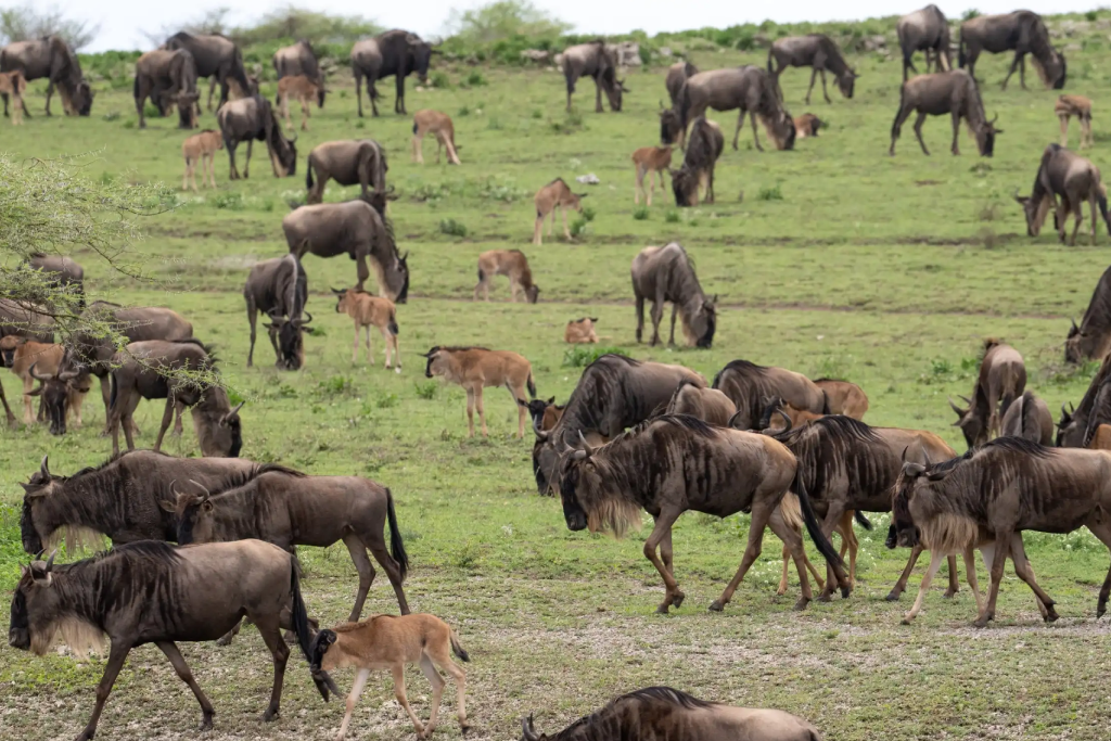 3-days-serengeti-flying-safari-2
