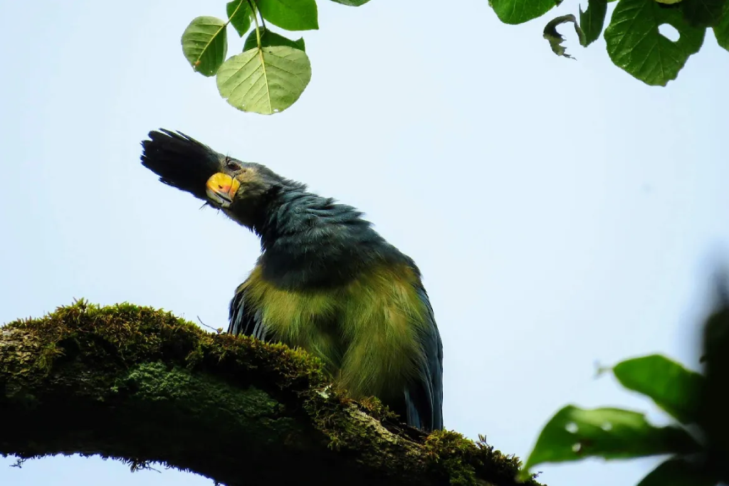 4-day-kibale-chimpanzee-trekking-and-bigodi-wetland-safari-3