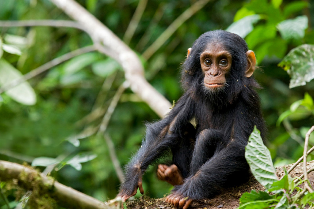 4-day-kibale-chimpanzee-trekking-and-bigodi-wetland-safari-4
