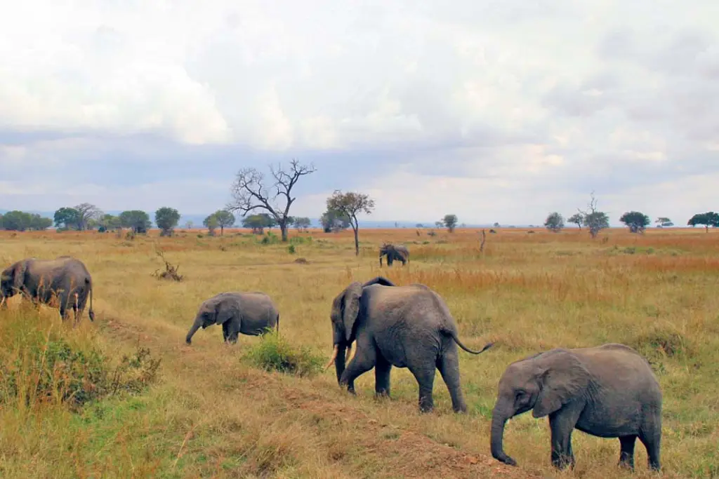 4-days-ruaha-national-park-fly-in-safari-from-zanzibar1