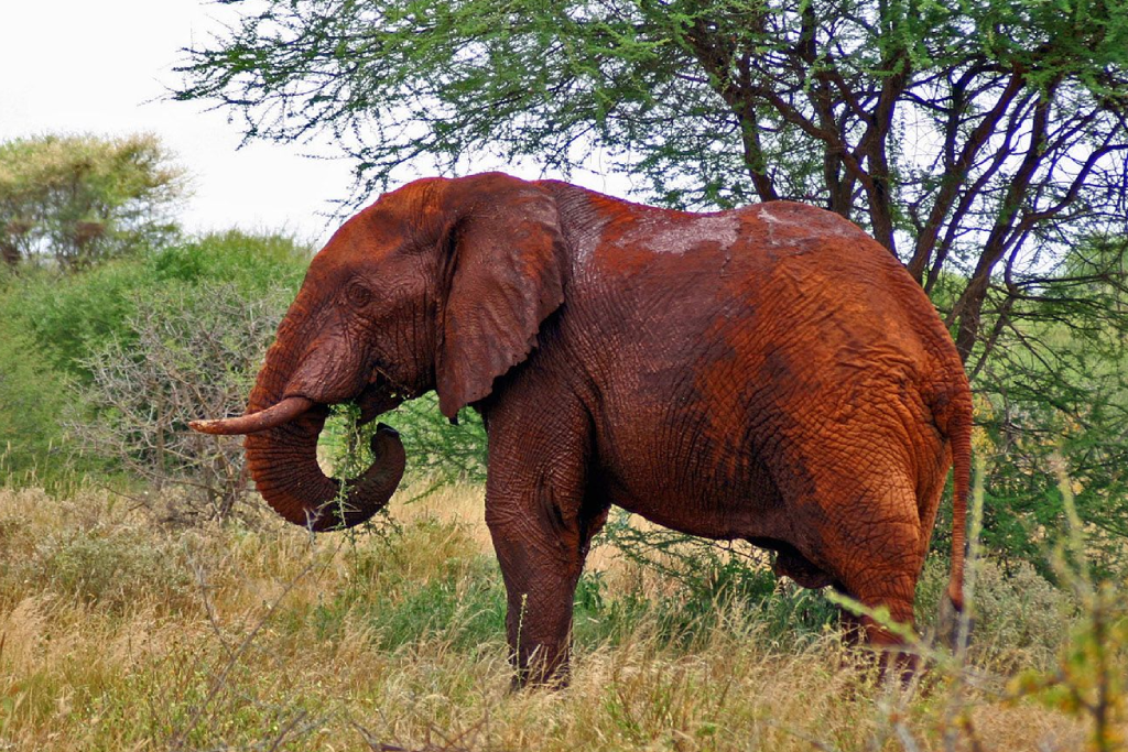 7-days-kenyan-safari-and-beach-3