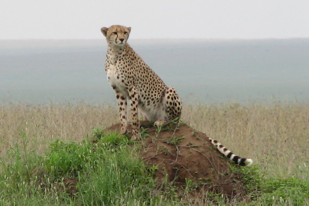 7-days-northern-tanzania-safari-cultural-encounter-4