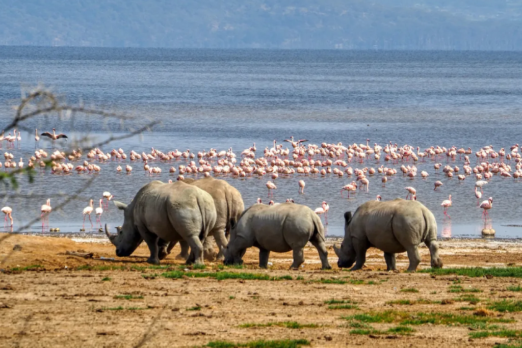 8-days-kenya-safari-adventure-4