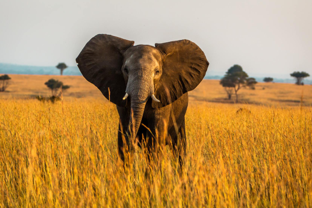 8-days-ultimate-uganda-safari-adventure-1