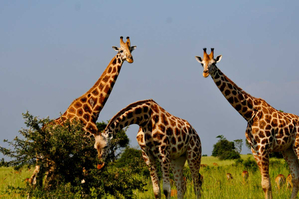 8-days-ultimate-uganda-safari-adventure-2