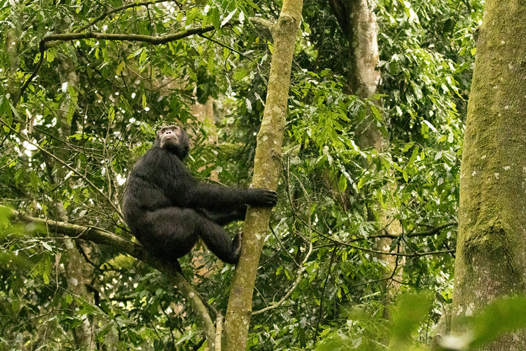 8-days-ultimate-uganda-safari-adventure-3