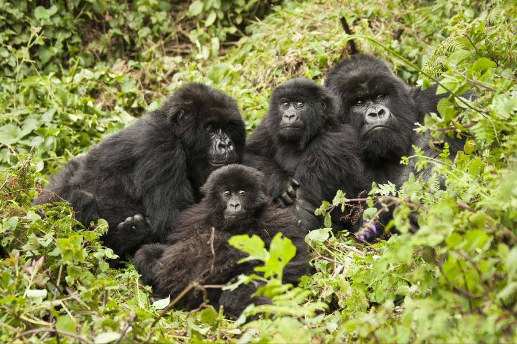 8-days-ultimate-uganda-safari-adventure-5